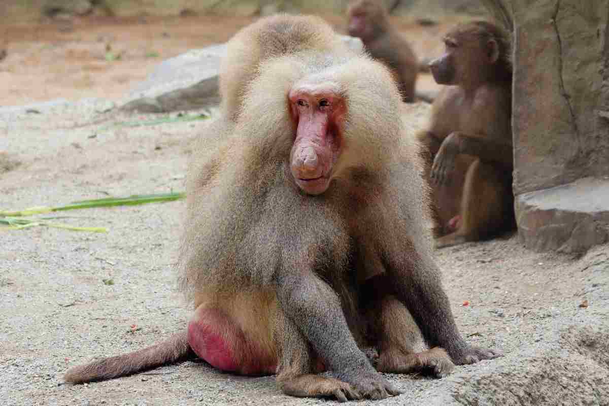 Branco di babbuini