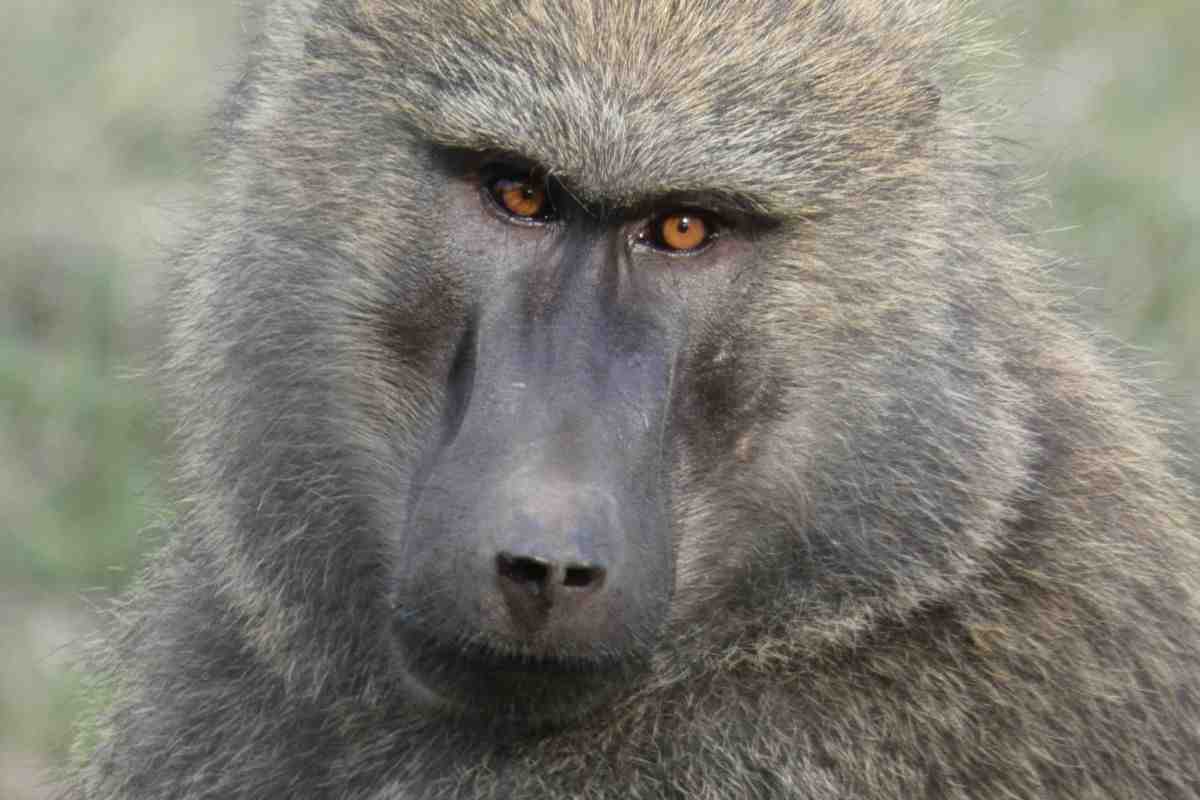 Volto di babbuino