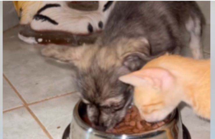 Cane e gatto mangiano dalla stessa ciotola