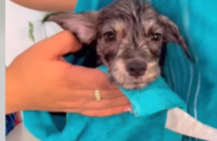 Cagnolino lavato e asciugato