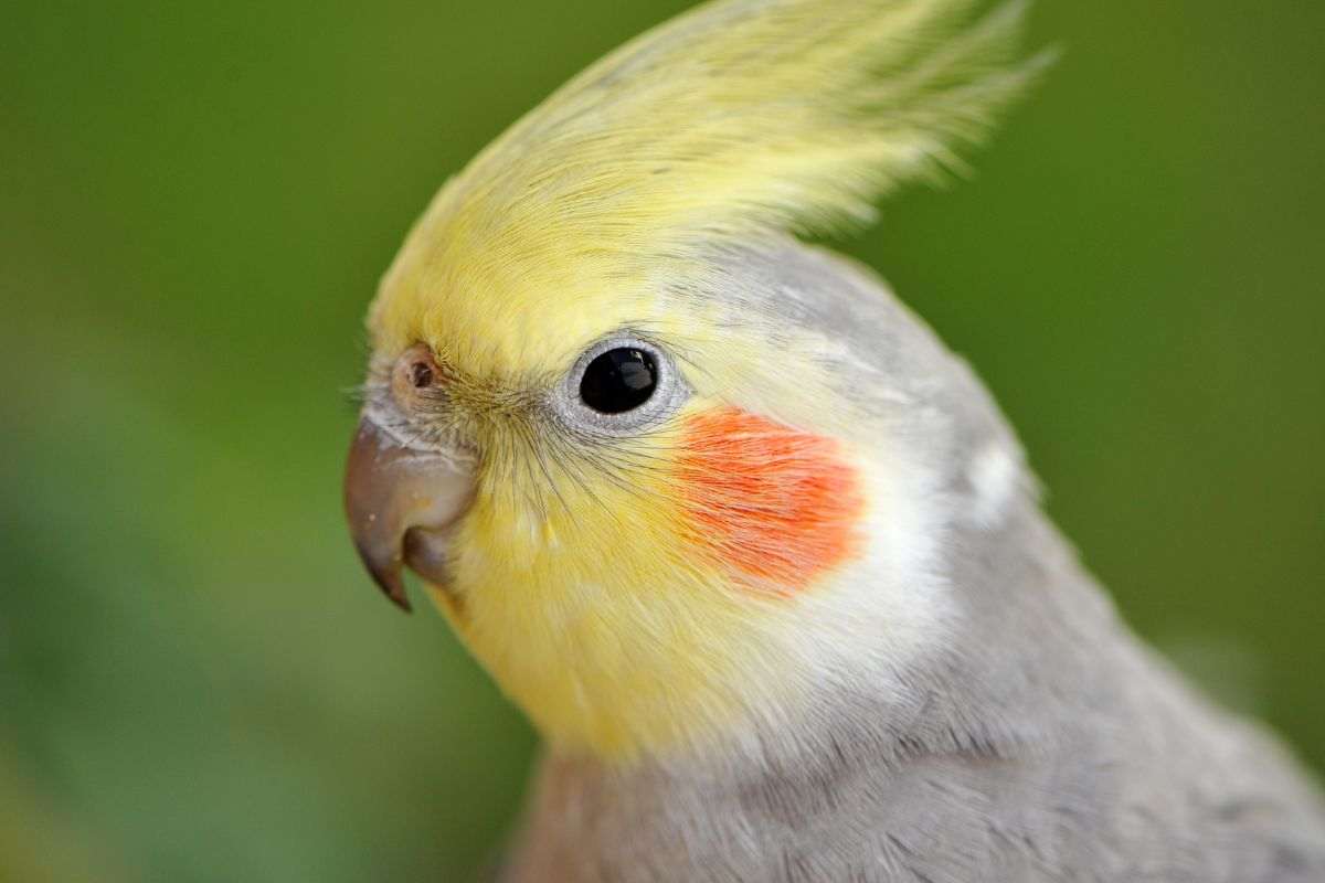 Calopsitta in primo pianon