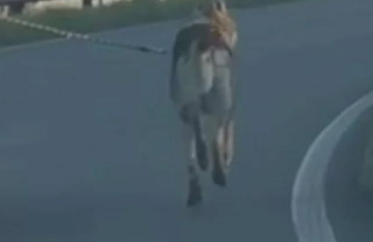 Cane corre legato all'auto