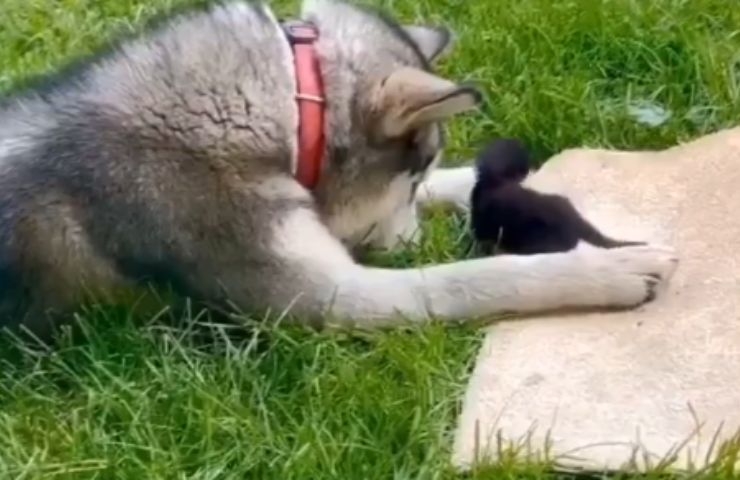 Cane Husky e gattino nero