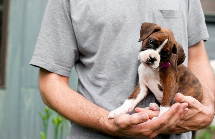 cane salta in braccio