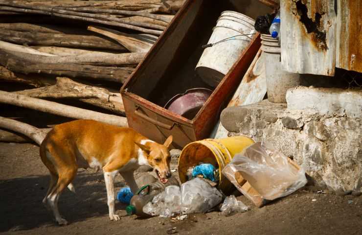 Cane randagio scava tra i rifiuti
