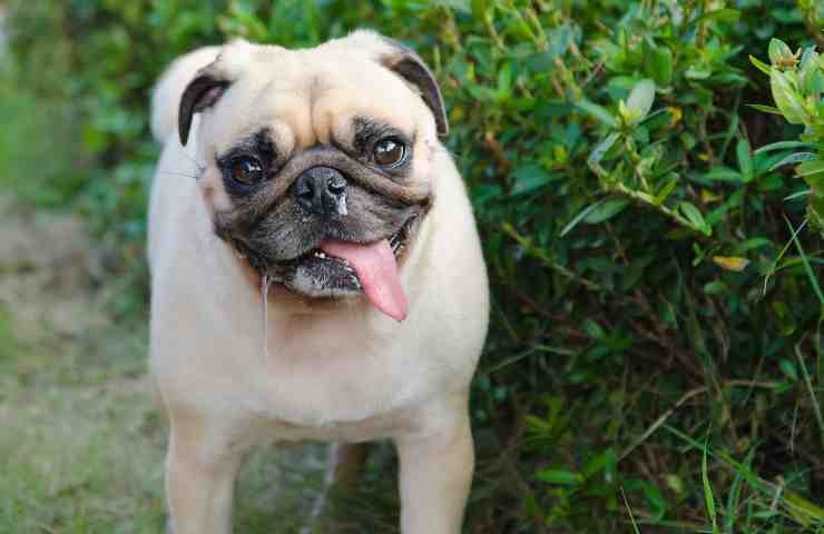 Cane con la lingua fuori e naso che cola