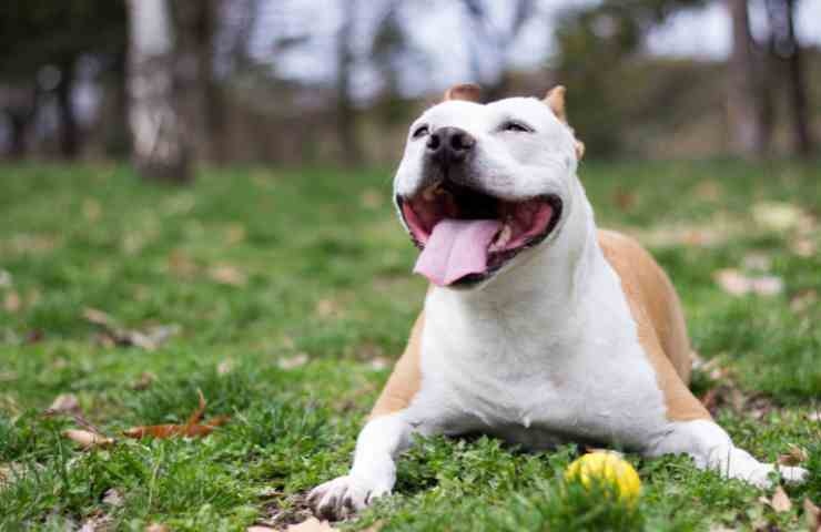 Cane che gioca con la palla