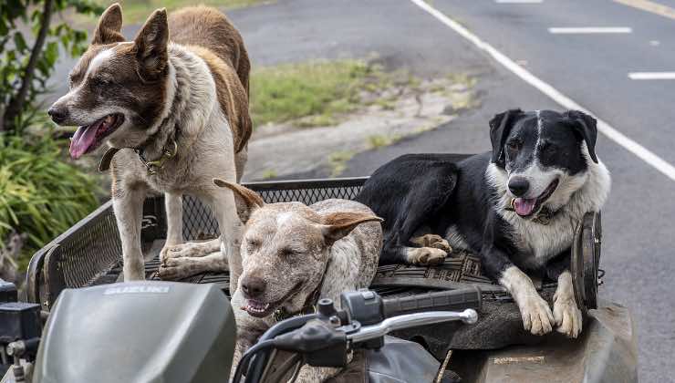 Cani pronti per un viaggio in motocicletta