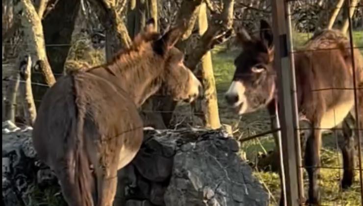 L'asino saluta la sua amica oltre il recinto