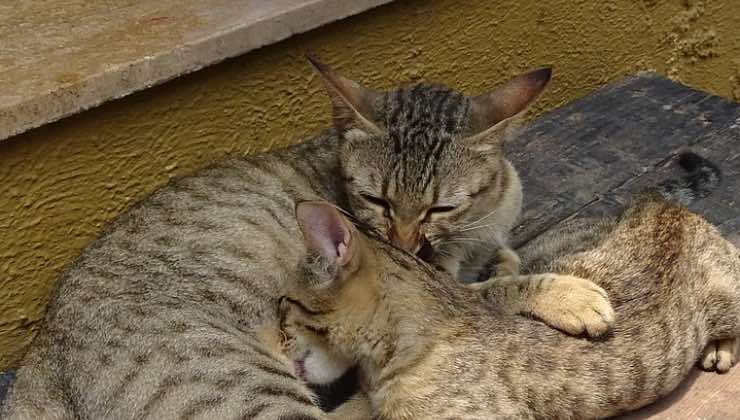 Gatti maculati molto simili a quelli dell'antichità 