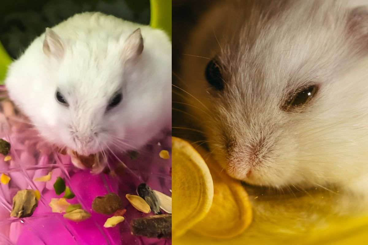 criceto Winter White o siberiano