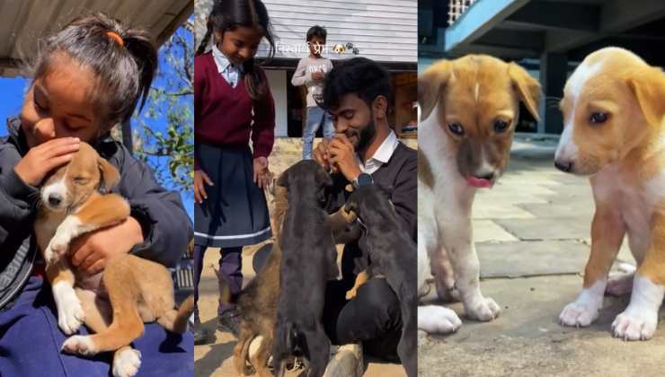 Cuccioli di cani randagi