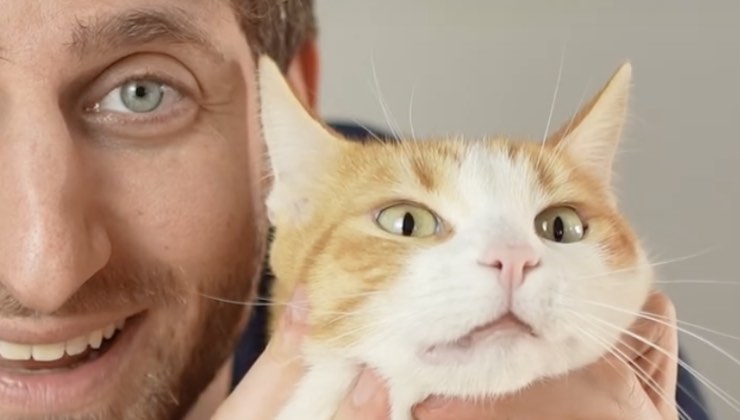 Muso di un gatto bianco e arancione