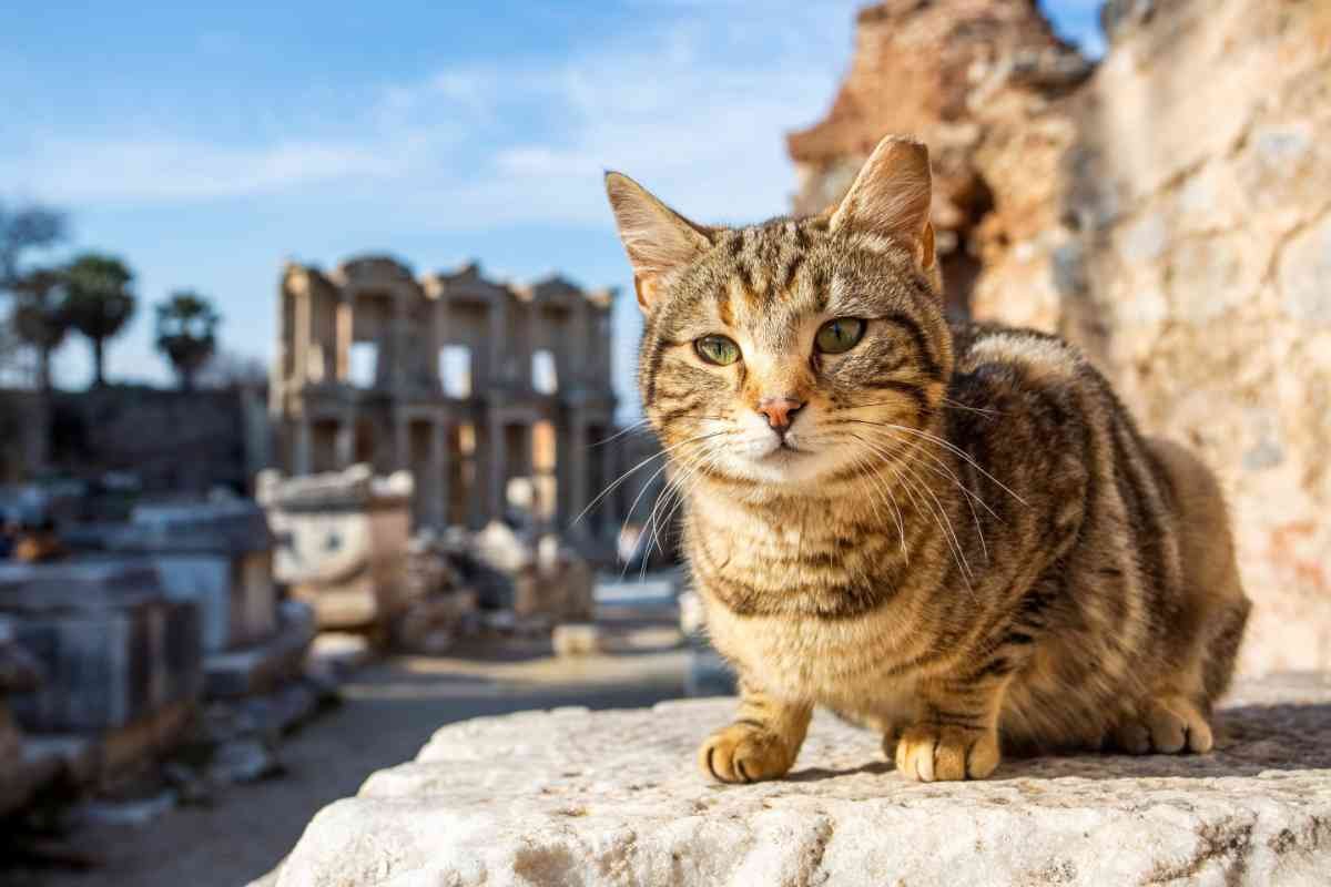 Gatto in città