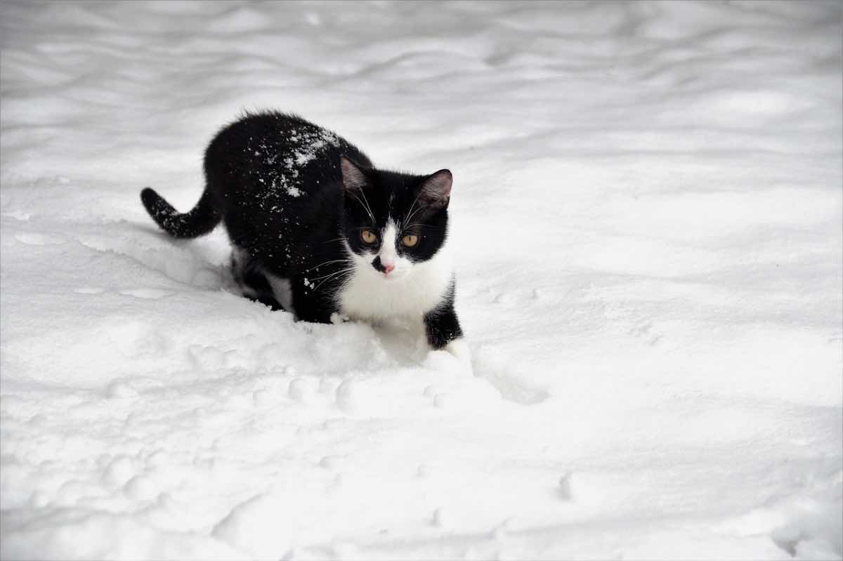 Gatto bianco e nero cammina sulla neve