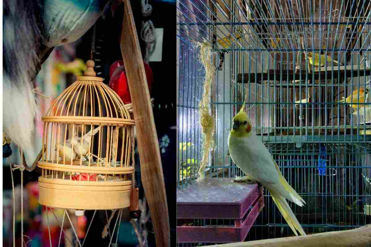 Uccellini in gabbia in casa