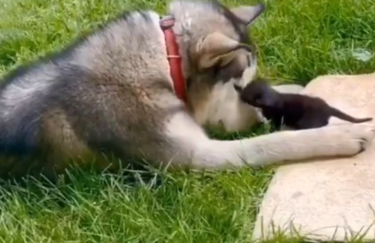 Gattino accarezza il cane Husky