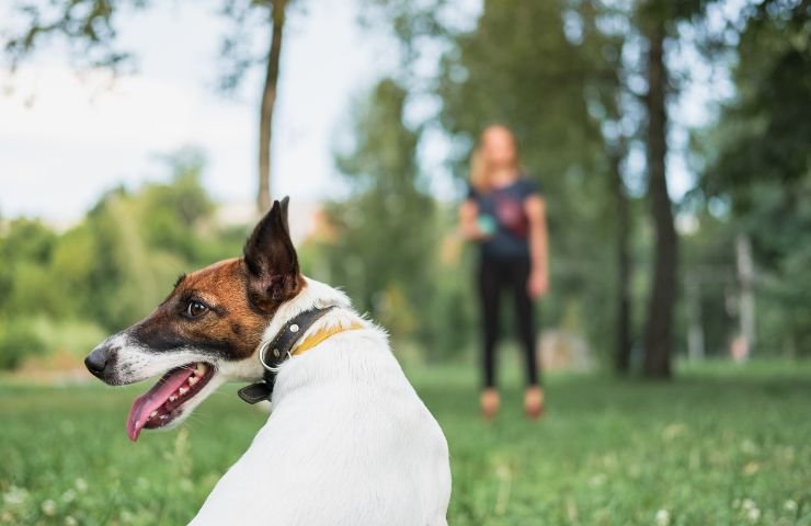 Cane e padrone al parco