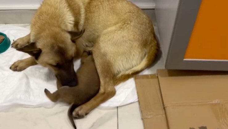 Mamma cane abbraccia cucciolo di Pastore Tedesco 