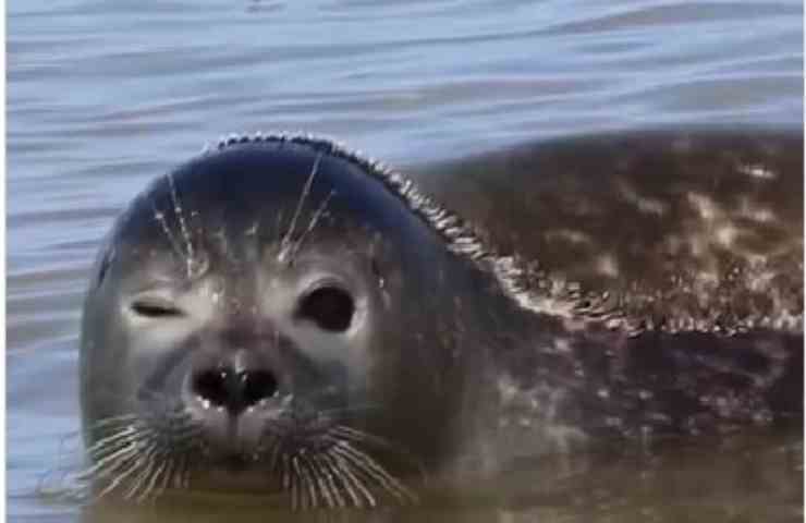 Kiwi aveva solo 3 giorni di vita quando è stato trovato: la sua storia è meravigliosa (Amoreaquattrozampe.it)