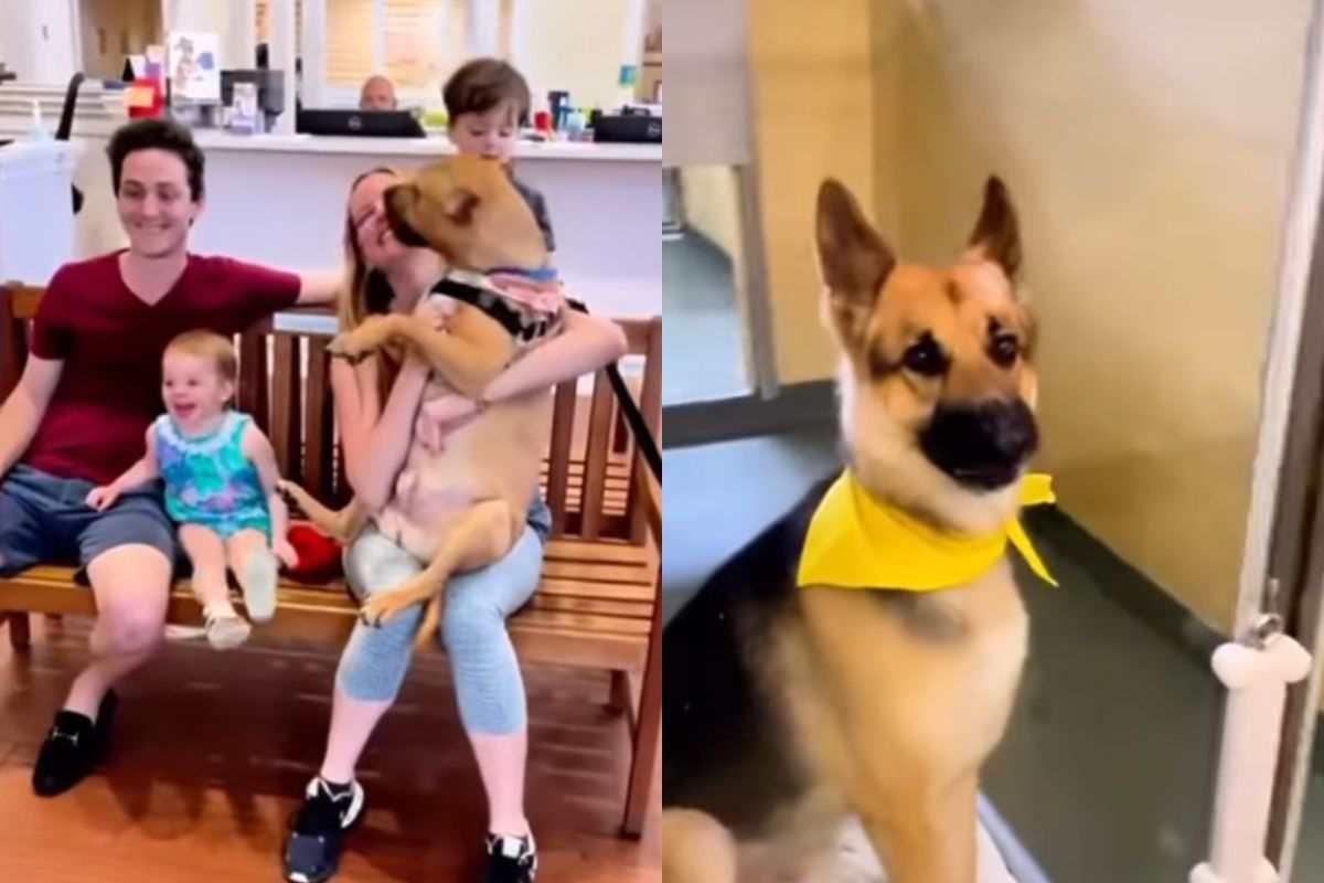 Cani con le nuove famiglie