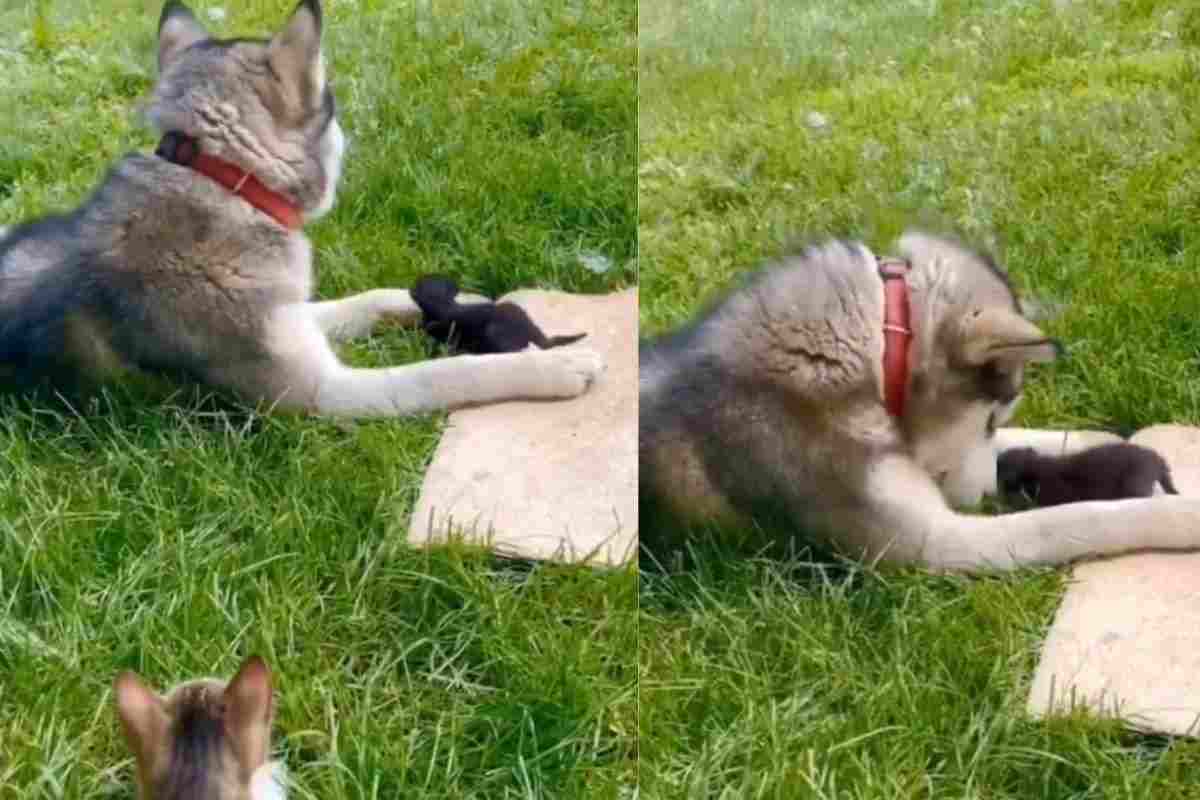 Cane e gattino si fanno le coccole