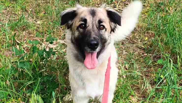 Il cane Lupa di 2 anni al guinzaglio nel prato 