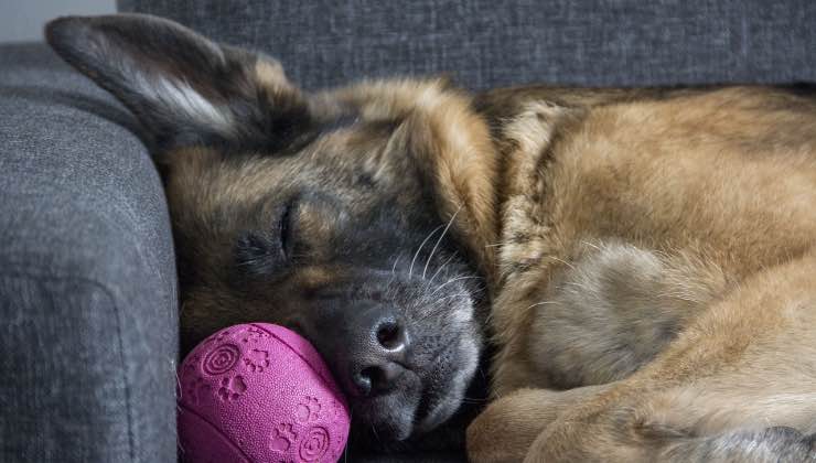 Cane Pastore Tedesco sdraiato sul divano 