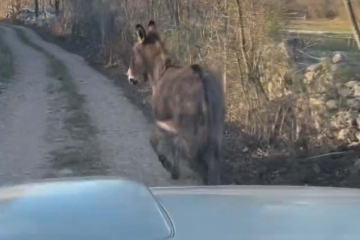 Asino inseguito dall'auto sulla strada di campagna