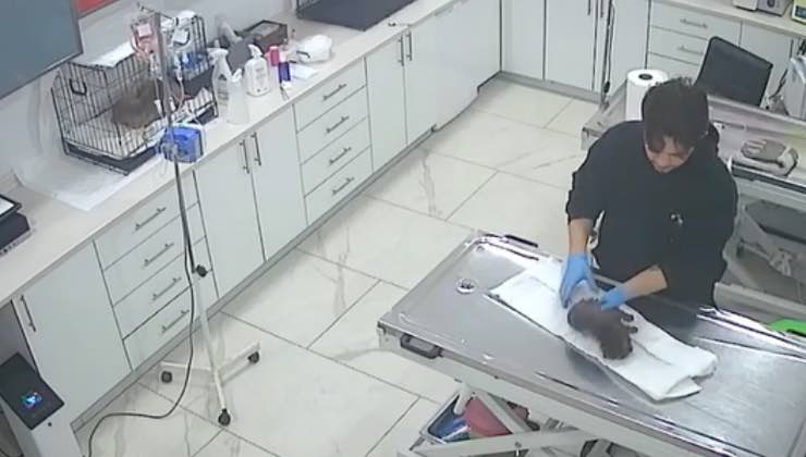 Veterinario soccorre e riscalda cucciolo di cane in clinica 