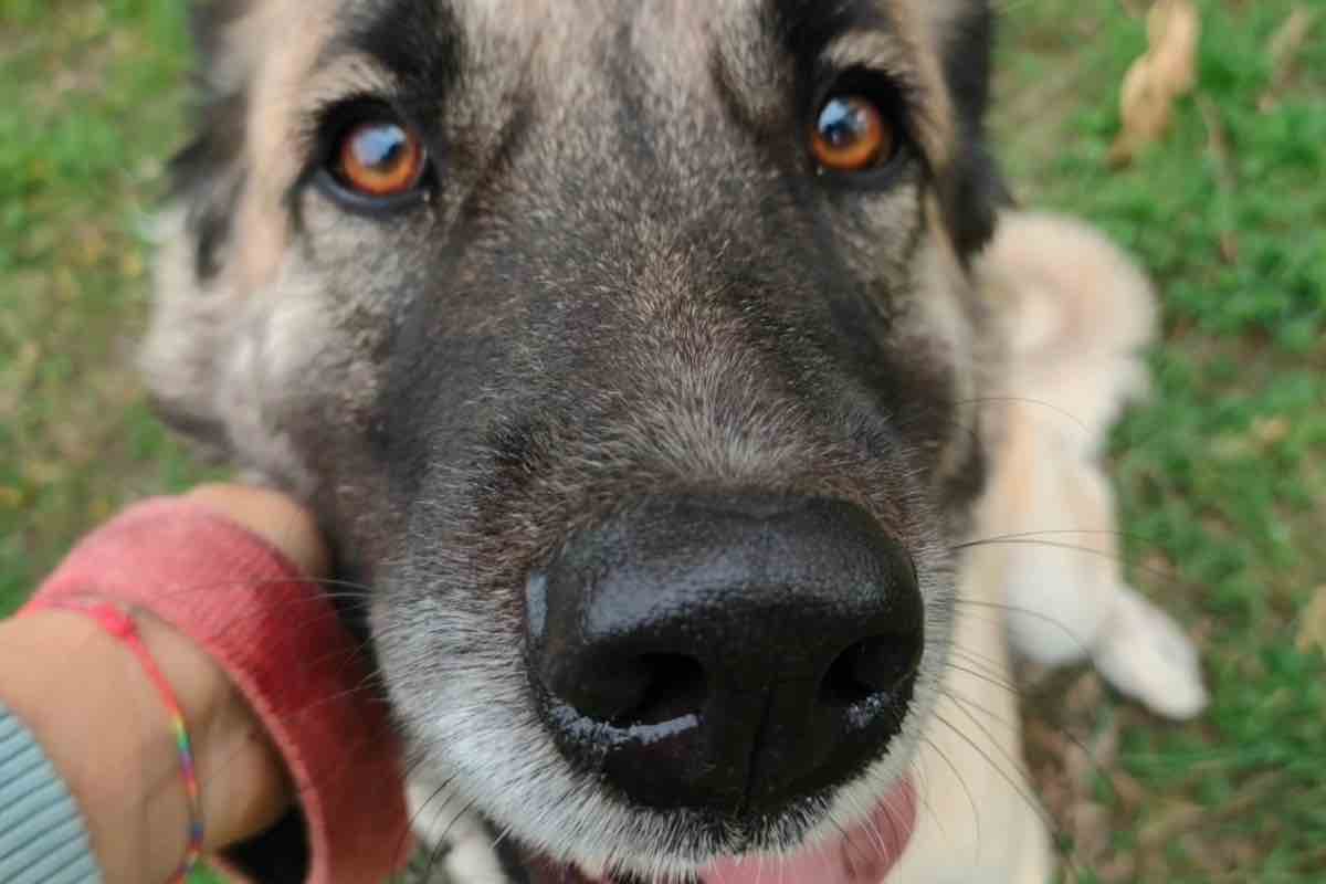 Il cane Lupa salvato a Messina