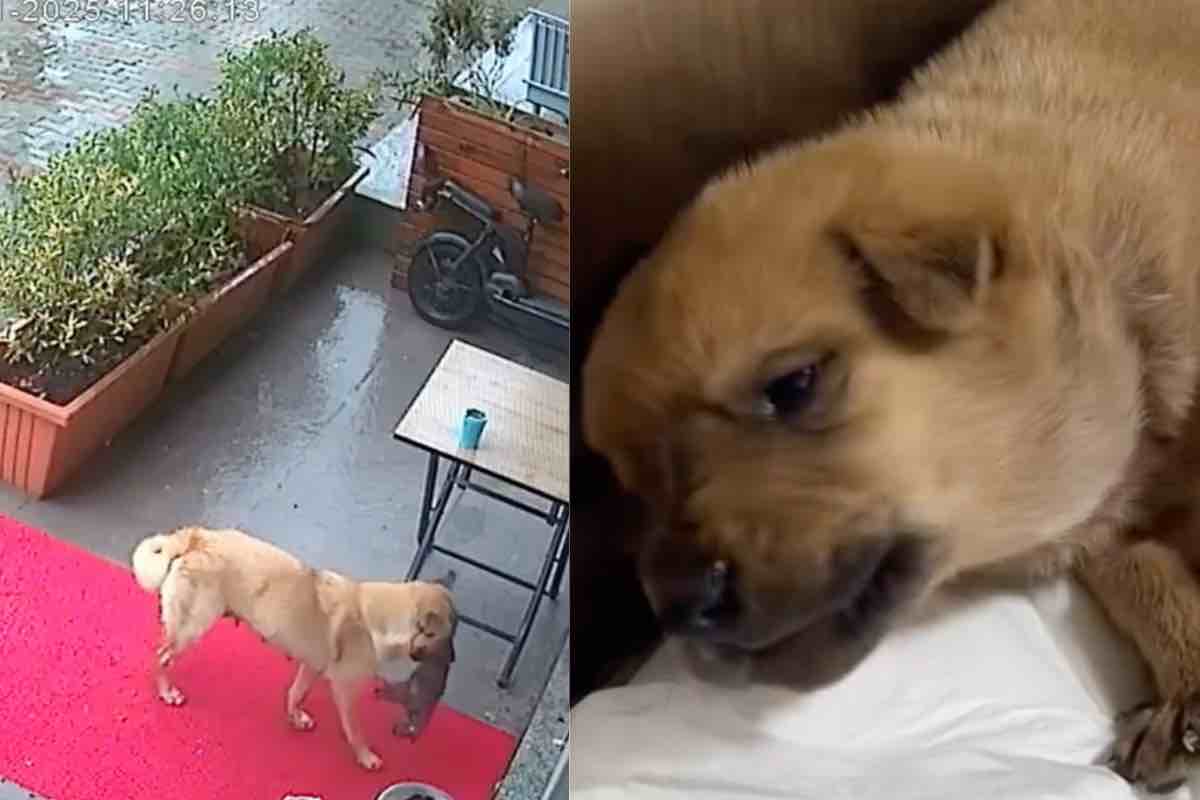 Pastore Tedesco trasporta il suo cucciolo di cane al sicuro