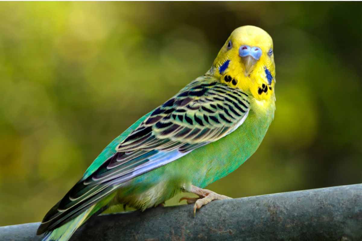 Parrocchetto in natura