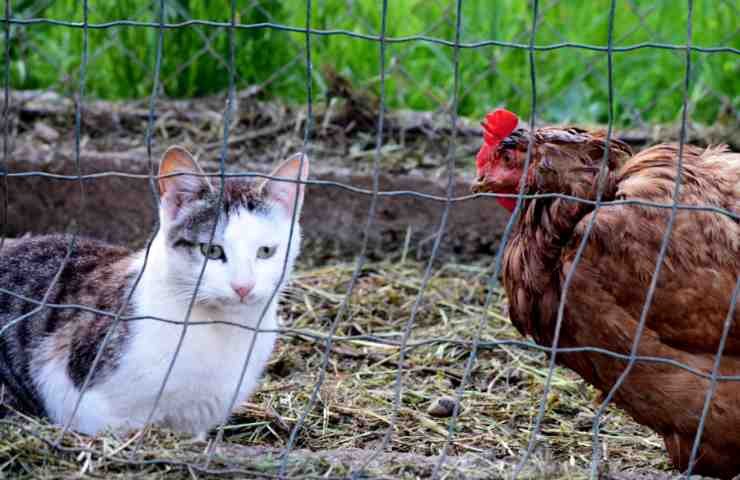 Gatto dentro pollaio
