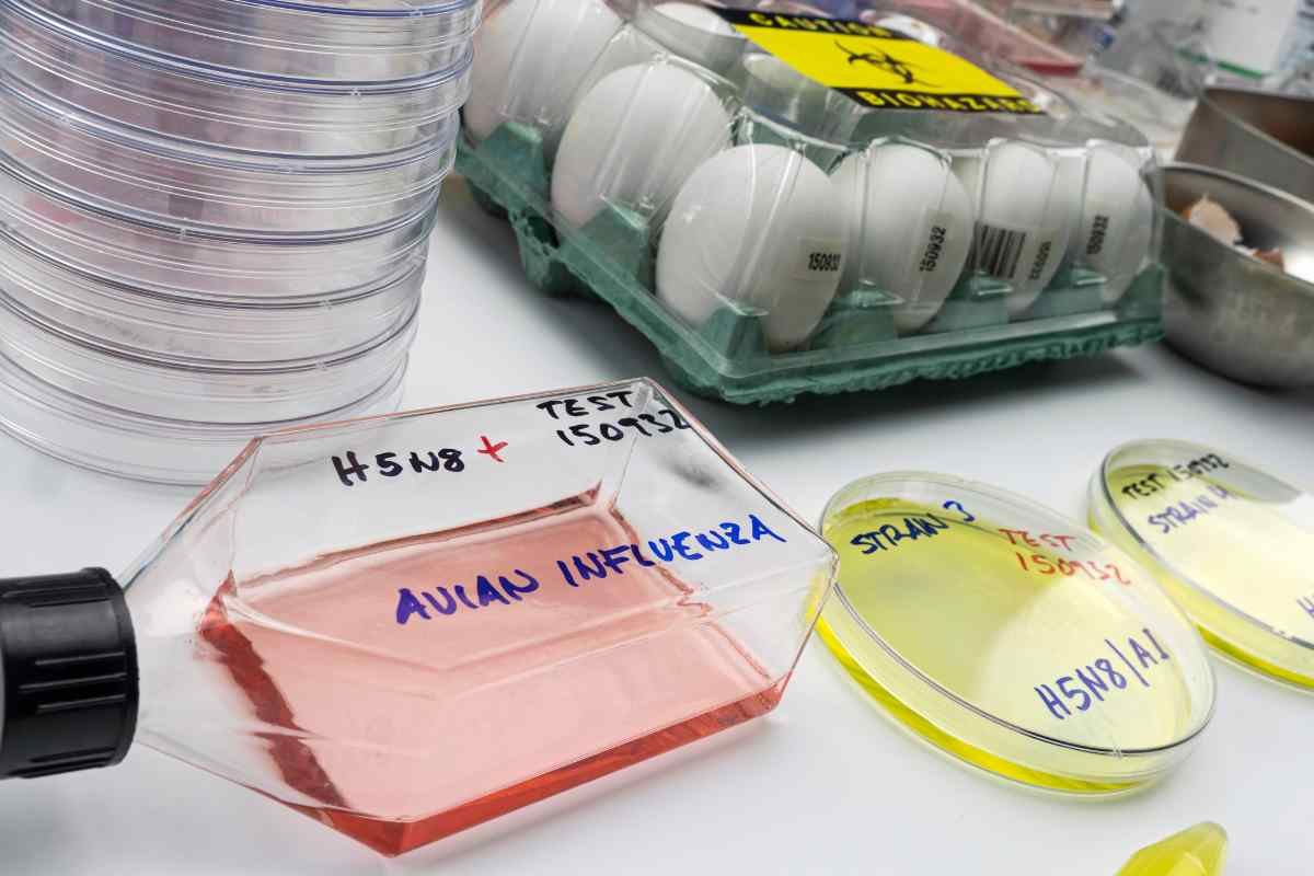 Ricerca sull'influenza aviaria