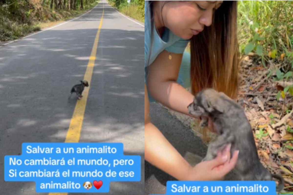 Ragazza incontra cagnolino per strada