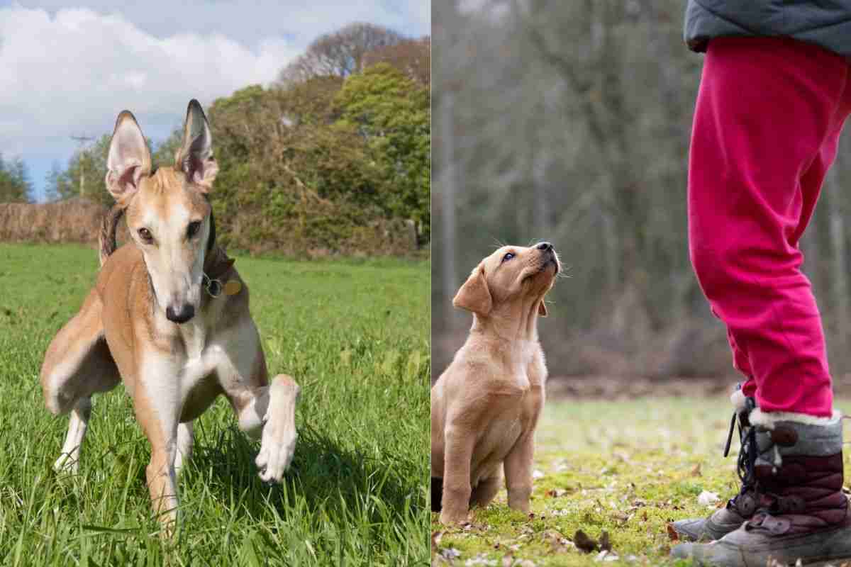 Cane impara a venire da te