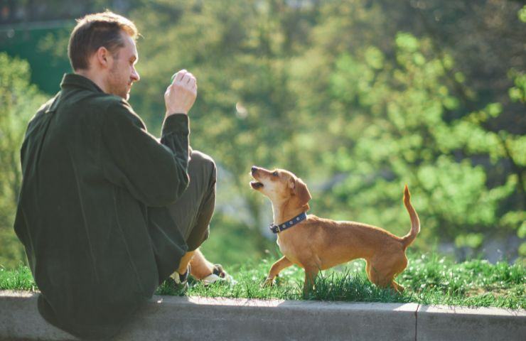 Rinforzo positivo al cane