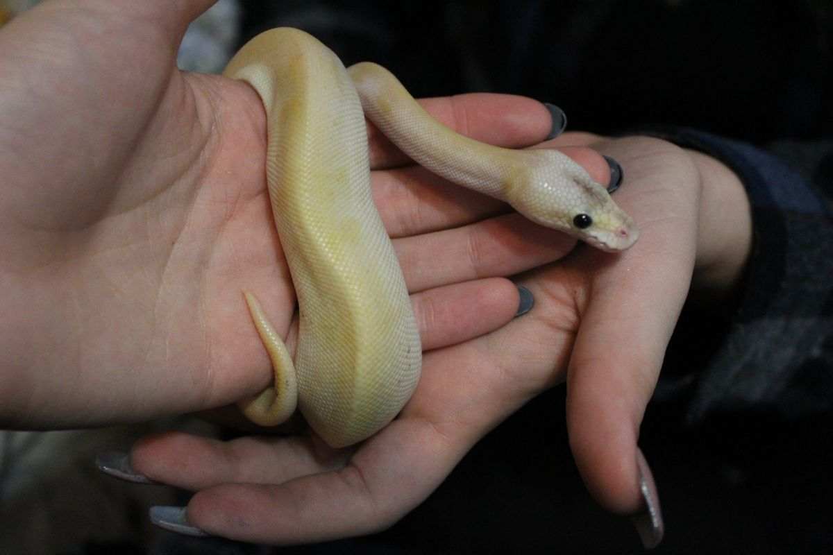 Maneggiare un serpente