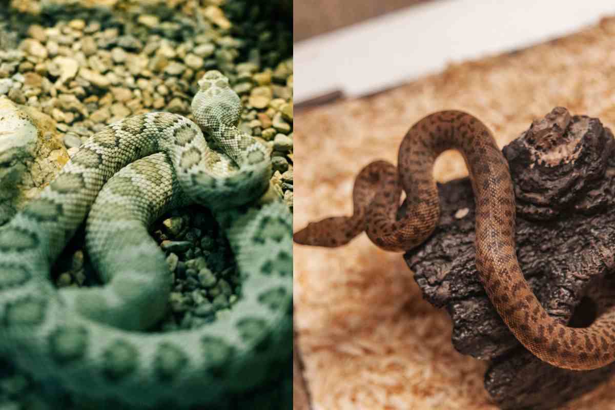 Serpenti nel terrario di casa