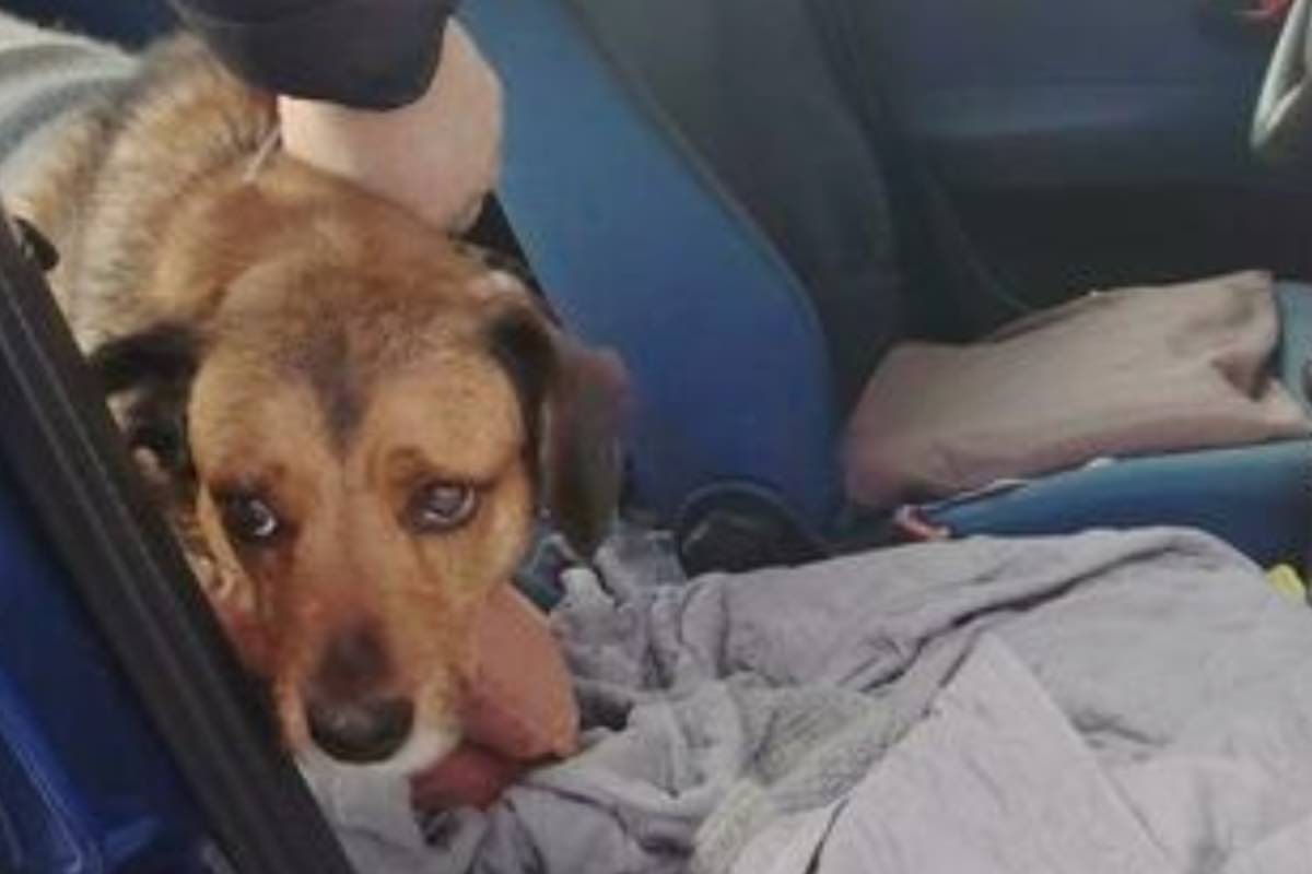 Cane triste di piccola taglia a bordo dell’auto