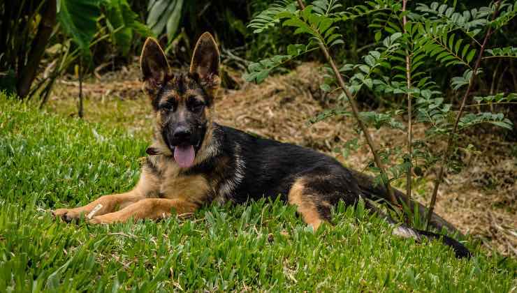 Cucciolo di Pastore Tedesco sdraiato sull’erba 