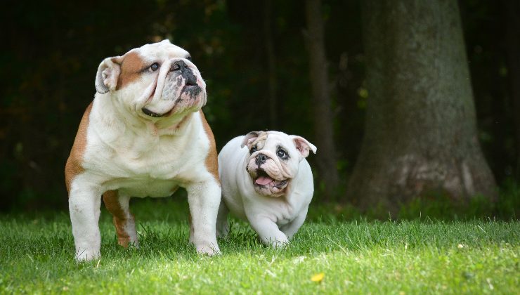 cane adulto e cucciolo