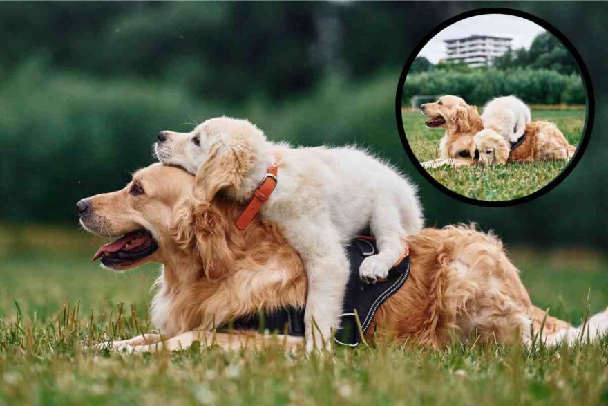 golden adulto e cucciolo