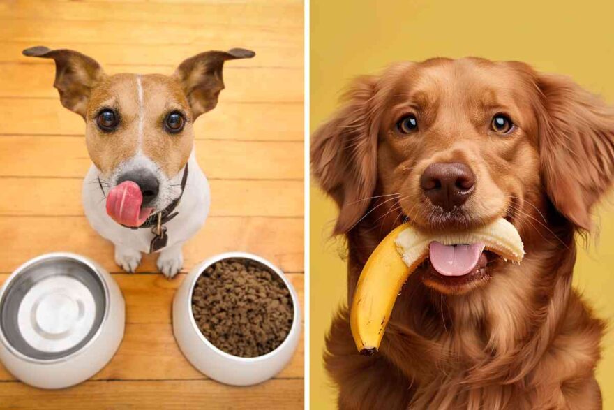 cane sempre affamato