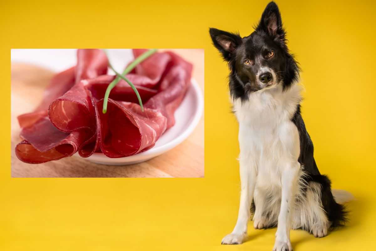 bresaola si può dare al cane