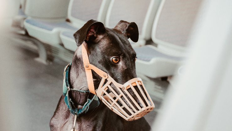 cane in sala di attesa