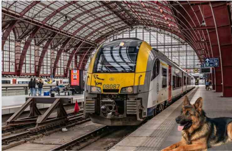 cane in stazione