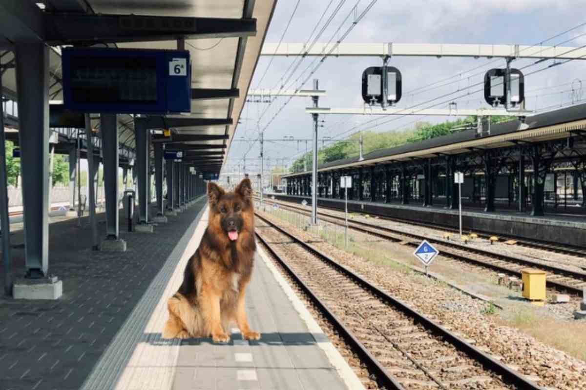 cane in stazione