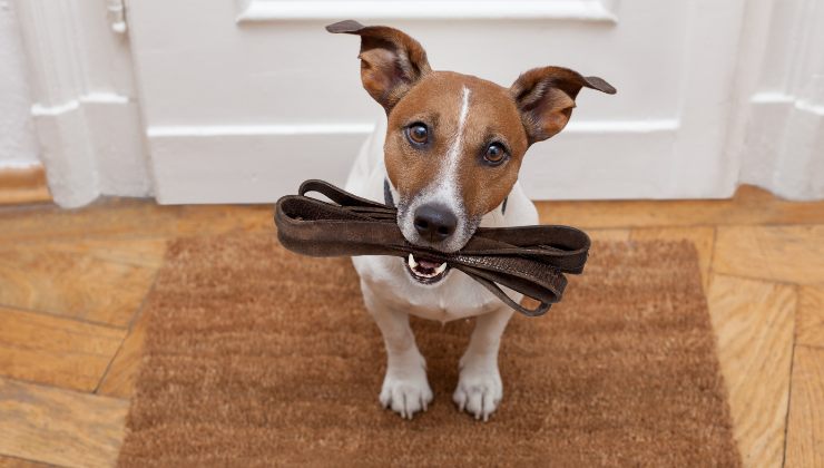 cane passeggiata
